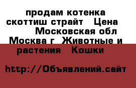 продам котенка скоттиш страйт › Цена ­ 5 000 - Московская обл., Москва г. Животные и растения » Кошки   